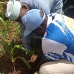 Rotary club embarks on tree planting to save environment