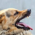 Expert warns of rabies threat, advocates for regular vaccina